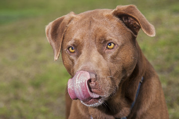 Licking Pittie