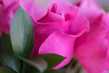 Fototapeta premium Macro pink rose 