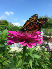 Fototapeta na wymiar Closeup of butterfly on pink flower