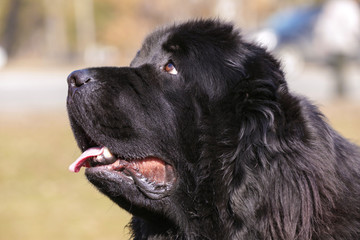 Black Newfoundland dog outdoors