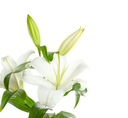 Beautiful lilies on white background