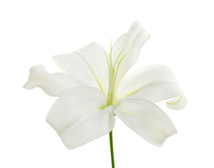 Fototapeta na wymiar Beautiful lily on white background