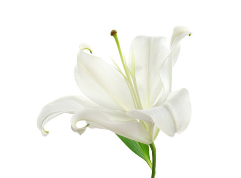 Fototapeta Beautiful lily on white background