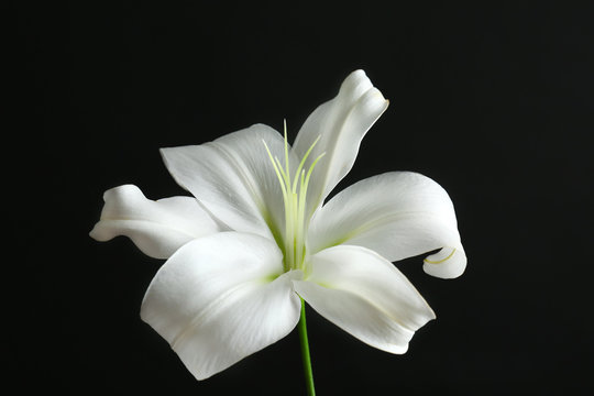 Beautiful white lily on black background