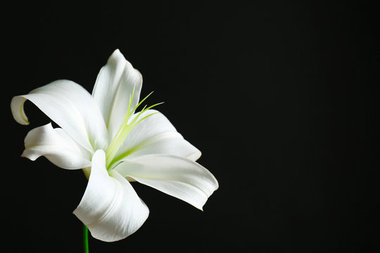 Beautiful white lily on black background