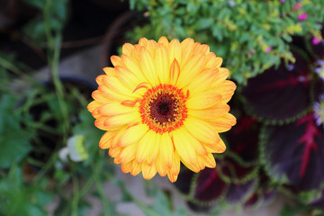 top view of beautiful gorgeous orange yellow gerbera flower
