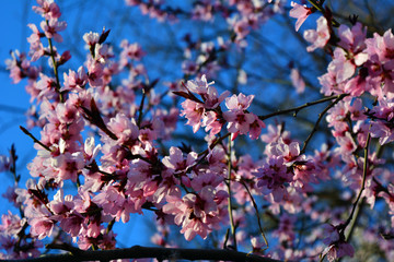 Spring flowers blooming