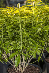 Fototapeta premium arbustes de jardin
