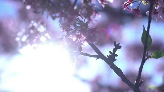 Cherry Blossom Dolly and Pan Soft Focus Flowers