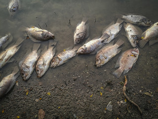 Dead fish on the river. dark water water pollution