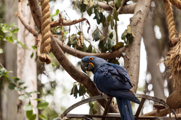 Naklejka premium Hyacinth Macaw parrot Anodorhynchus hyacinthinus