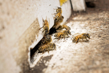 The bees and the queen bee