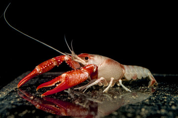 Orange Crayfish