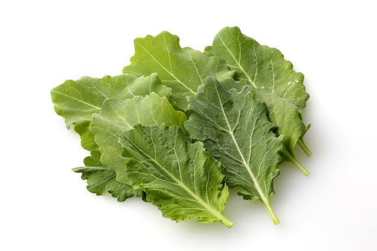 ケール　Kale