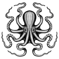 Octopus Sea Monster in a cross hatched style