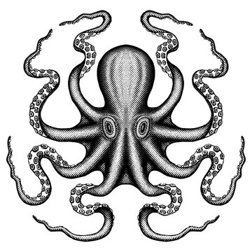 Octopus Sea Monster in a cross hatched style