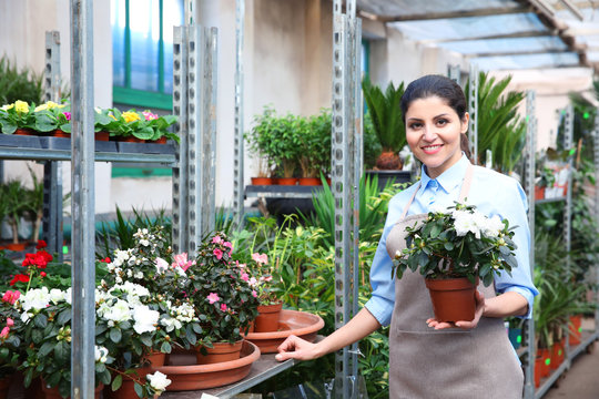 Beautiful woman florist holding pot with flowers in greenhouse
