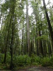 Obraz premium Redwood Forest