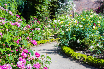 Fototapeta na wymiar Beautiful rose garden in Summer, UK.