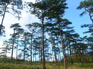 Pine tree forest at Phu Soi Dao National Park, Thailand