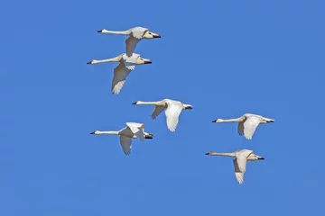 Photo sur Plexiglas Cygne Cygnes siffleurs volant dans un ciel bleu clair