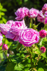 Beautiful rose garden in Summer, UK.
