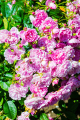 Obraz premium Beautiful rose garden in Summer, UK.