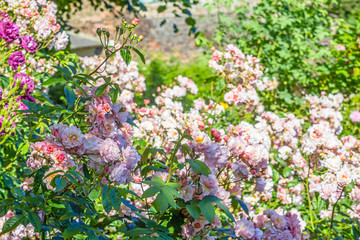 Obraz premium Beautiful rose garden in Summer, UK.