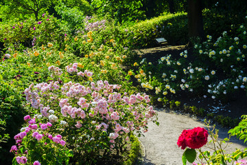 Beautiful rose garden in Summer, UK.