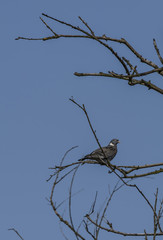 Turtle dove on tree in spring day