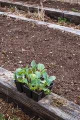 Cauliflower and Cabbage plants ready to be planted into a garden