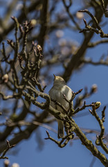 Bird on fruit tree with young bloom