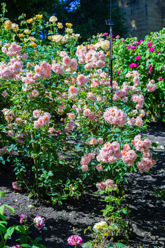 Beautiful rose garden in Summer, UK.