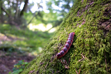 Cossus Cossus