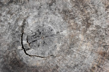 Cross section of brown tree stump with cracks and age rings, Shows wood grain and texture for web design or graphic art image .