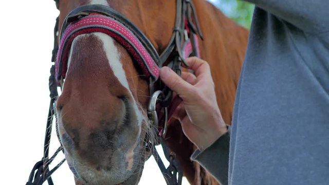 Close-up - the rider checks the bridle on horse's muzzle