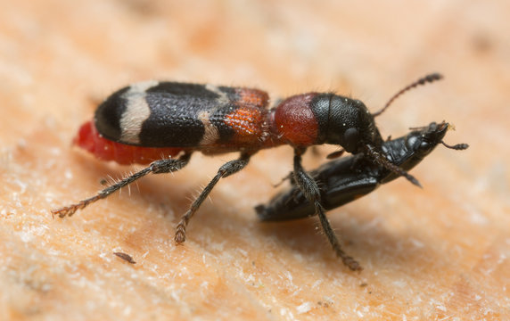 Ant beetle, Thanasimus formicarius feeding on beetle
