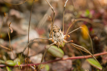 Closeup of a Phalangium opilio