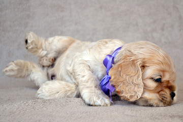 A puppy of an American cocker spaniel lies