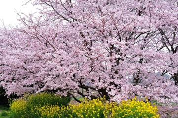 風土記の丘の桜