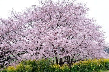 風土記の丘の桜