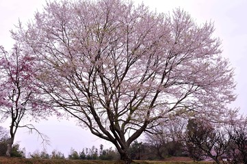 Obraz na płótnie Canvas 風土記の丘の桜