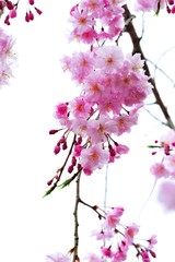 風土記の丘の桜