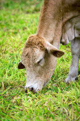  Image of brown cow is feeding on a summer pasture. Farm Animal.