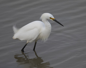Snowy egret in North California marsh, with its reflection  in the water