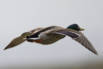 Wild duck flying, with drop of water on its feathers