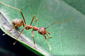 red ant on leaf protect the nest