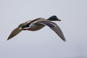 Wild duck flying, with drop of water on its feathers