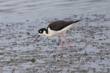 Black-necked stilt standing, seen in a North California marsh