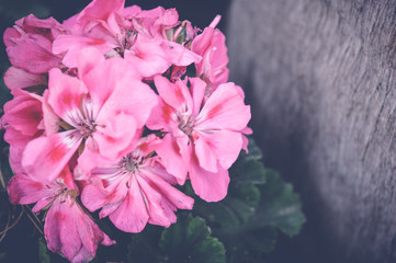 Naklejka na ściany i meble pink flowers spring background